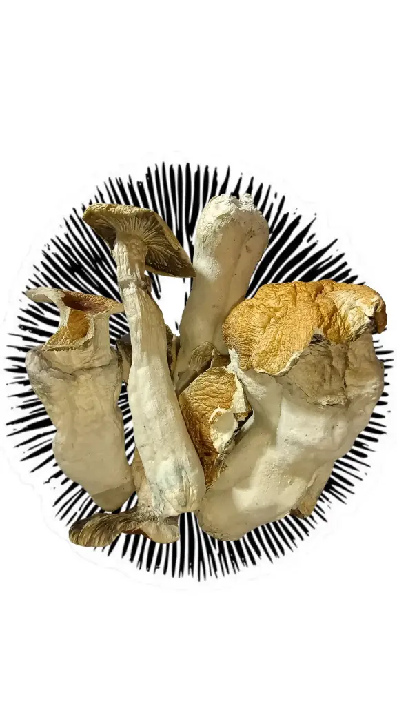 Psilocybe cubensis var. Golden teacher // gramo